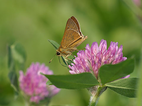 イチモンジセセリ