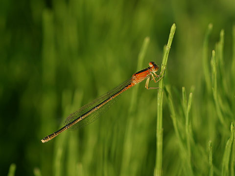 アジアイトトンボ