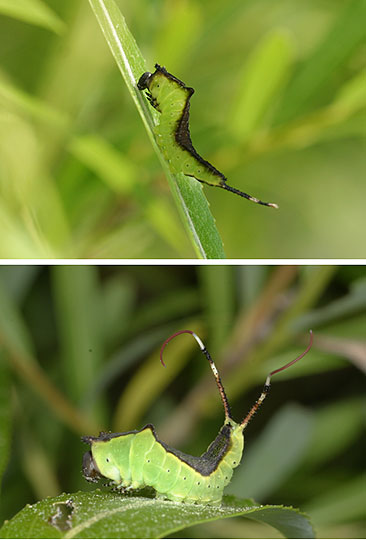 モクメシャチホコの幼虫