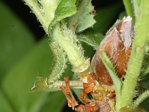 コツバメの幼虫