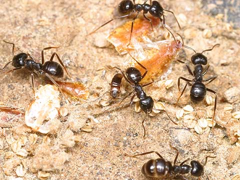 クロクサアリとハネカクシ