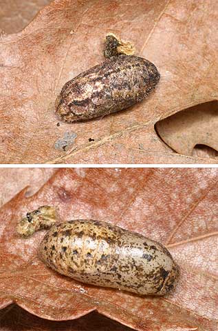 ハヤシミドリシジミとダイセンシジミの蛹