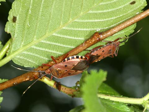 ヨツモンカメムシ