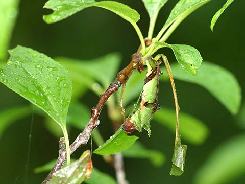 オオミスジの幼虫