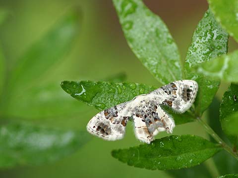 クロオビシロフタオ