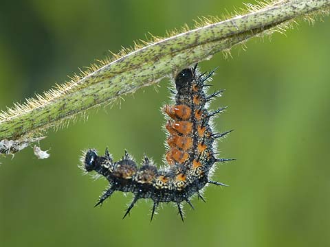 ヒオドシチョウの前蛹