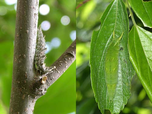 オオムラサキの幼虫
