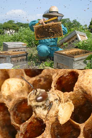 ミツバチの取材