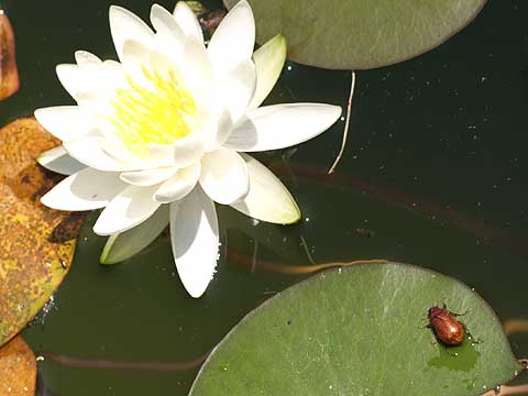 スイレンとコガネムシ
