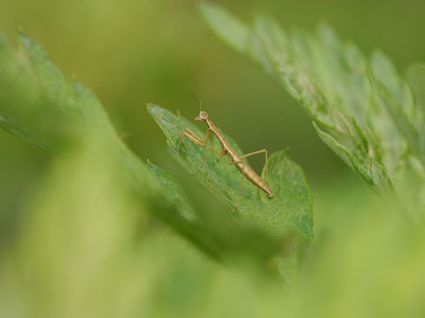 オオカマキリの幼虫