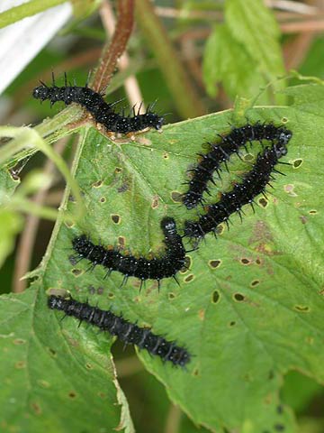 クジャクチョウの幼虫