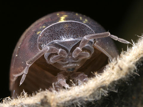 ダンゴムシの顔