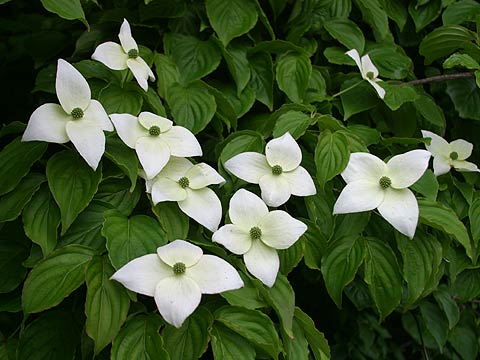 ヤマボウシの花