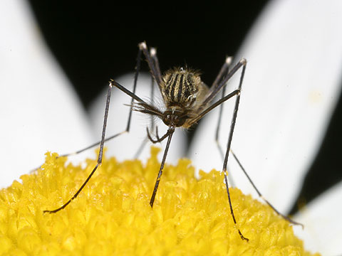 ヤマトヤブカのオス