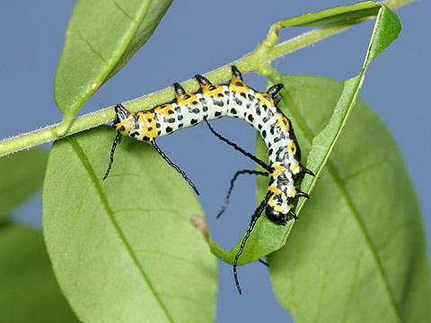 イボタガの幼虫