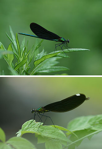 アオハダトンボ