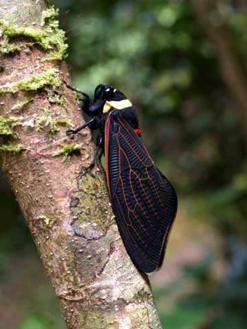 キエリアブラゼミ