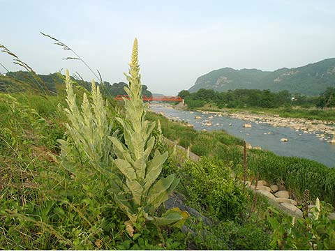 ビロウドモウズイカ