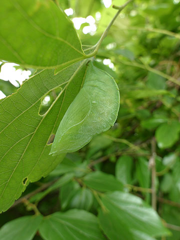 オオムラサキの蛹
