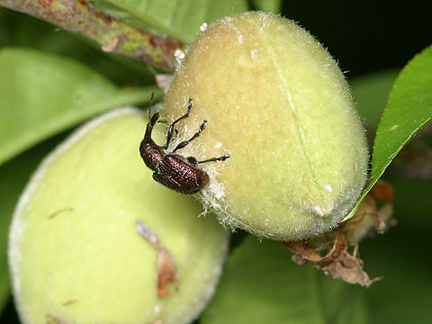 モモチョッキリ