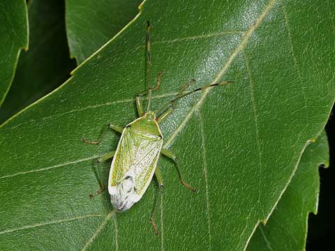 クヌギカメムシ