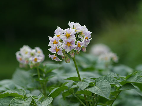 ジャガイモの花