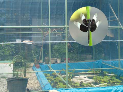 トンボファーム