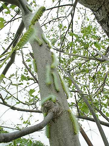 クスサンの幼虫