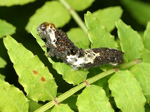 アゲハの幼虫