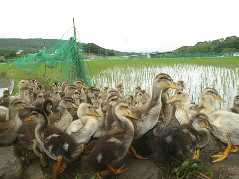 田んぼのアイガモ