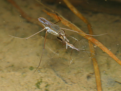 アメンボとイトアメンボ