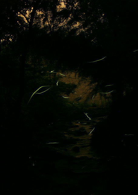 ゲンジボタルの光