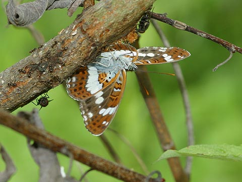 イチモンジチョウ