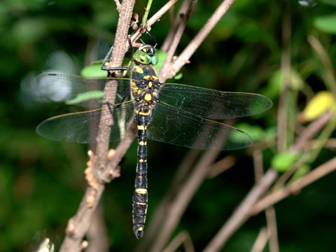 オオヤマトンボ