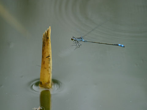 クロイトトンボ