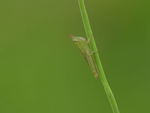 イナゴの幼虫