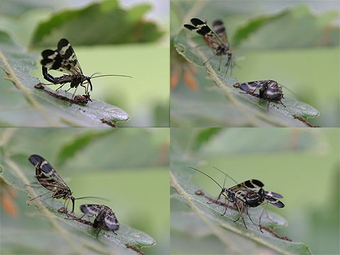 メスにプレゼントするシリアゲムシ