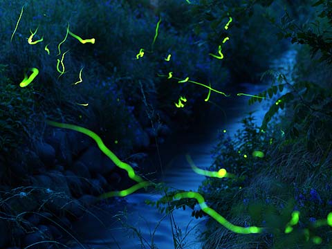 ホタル