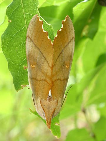 人の顔のように見えるセダカシャチホコ