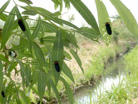 昼間のゲンジボタル