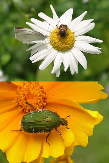 庭のハナムグリ