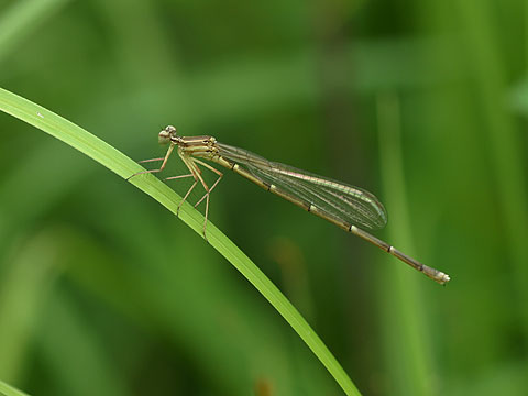 モノサシトンボ