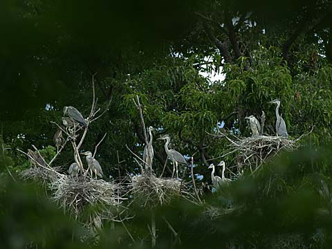 アオサギの営巣地