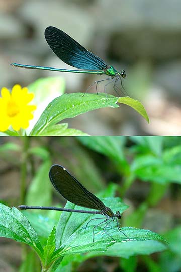 リュウキュウハグロトンボ