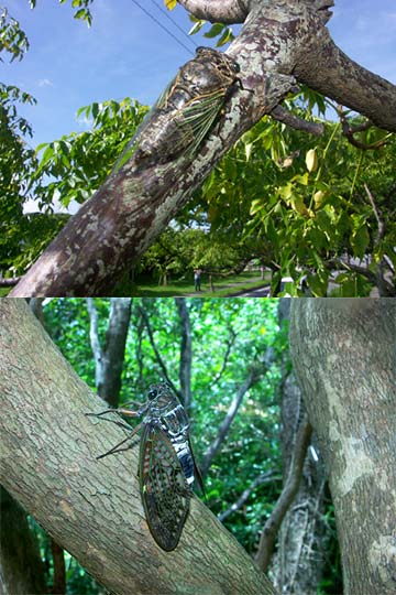 リュウキュウアブラゼミとクマゼミ