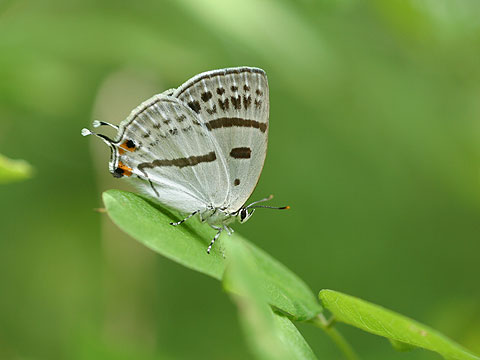 ミズイロオナガシジミ