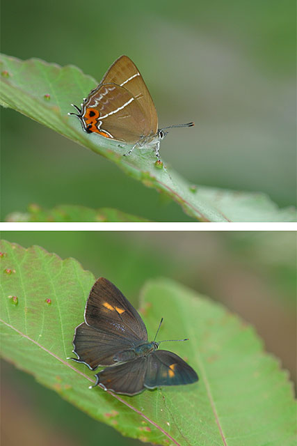 アイノミドリシジミ