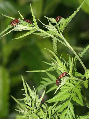 アカスジカメムシ