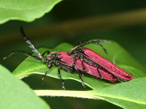 カクムネベニボタル