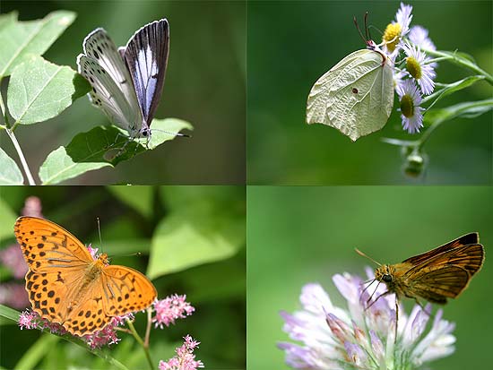今日の庭のチョウ
